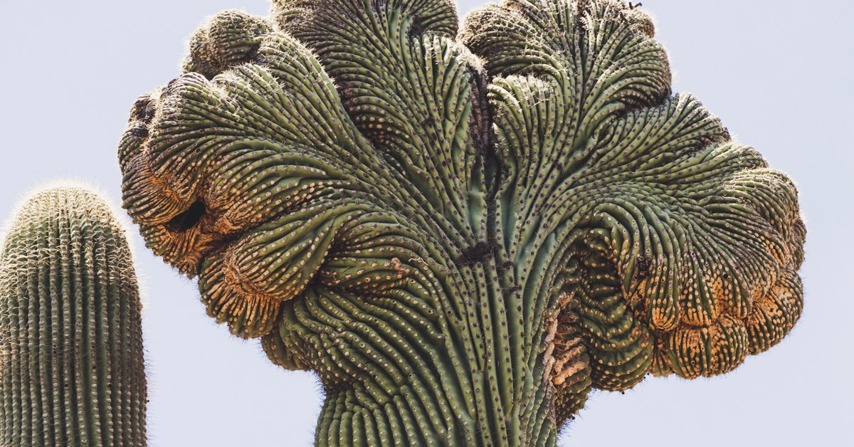 Cactus Mental Health in Workplace